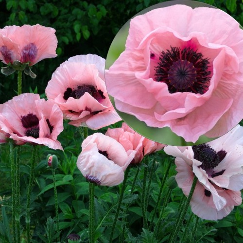 Papaver orientale 'Prinzessin Viktoria Luise' - Idamagun 'Prinzessin Viktoria Luise' P9/0,55L 